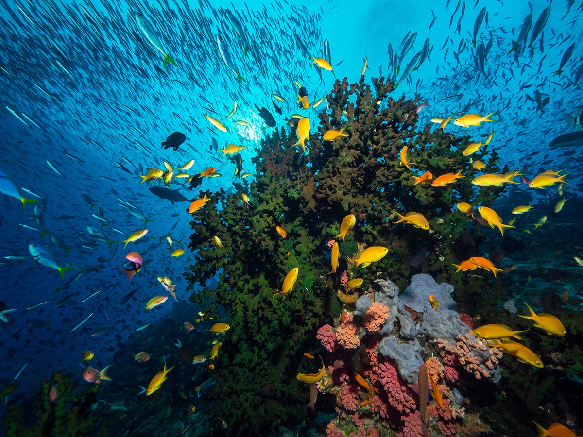 Tufi Dive Resort Dykning, snorkling, äventyr och upplevelser i Papua Nya Guinea, PNG