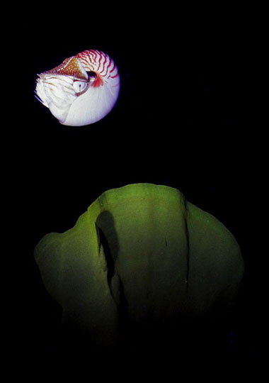 Nautilus eller Pärlbåt (bläckfisk), dykresor till Papua Nya Guinea med phtravel.se 