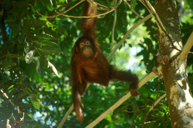 Dykresor till Kalimantan, eller Indonesiska delen av Borneo, här en orangutang
